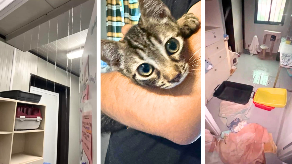 L'appello del "Parco delle fusa": «Il gattile è allagato, abbiamo bisogno di aiuto per i nostri gatti»