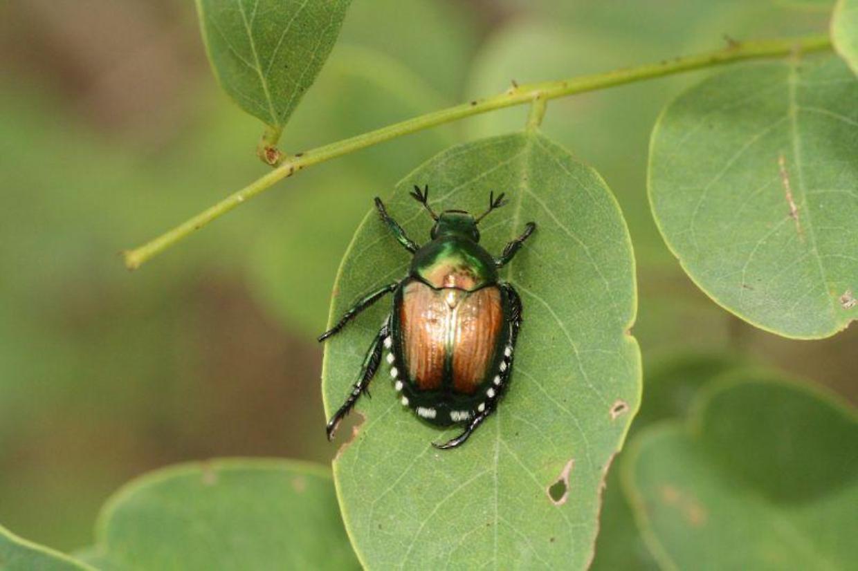 popillia japonica