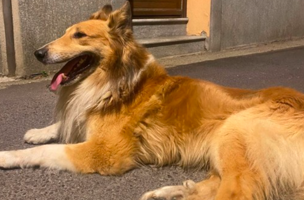 Collie smarrito tra i sentieri della Val Pellice: si cerca la sua famiglia