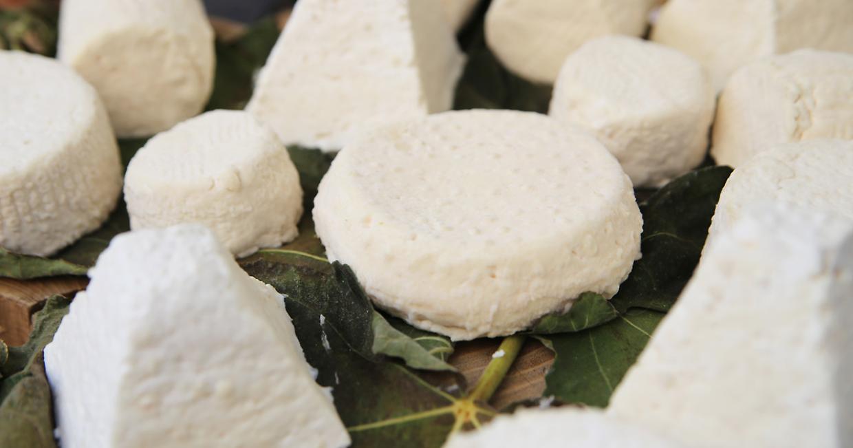 Zecche nel piatto: il virus nascosto nei formaggi a latte crudo