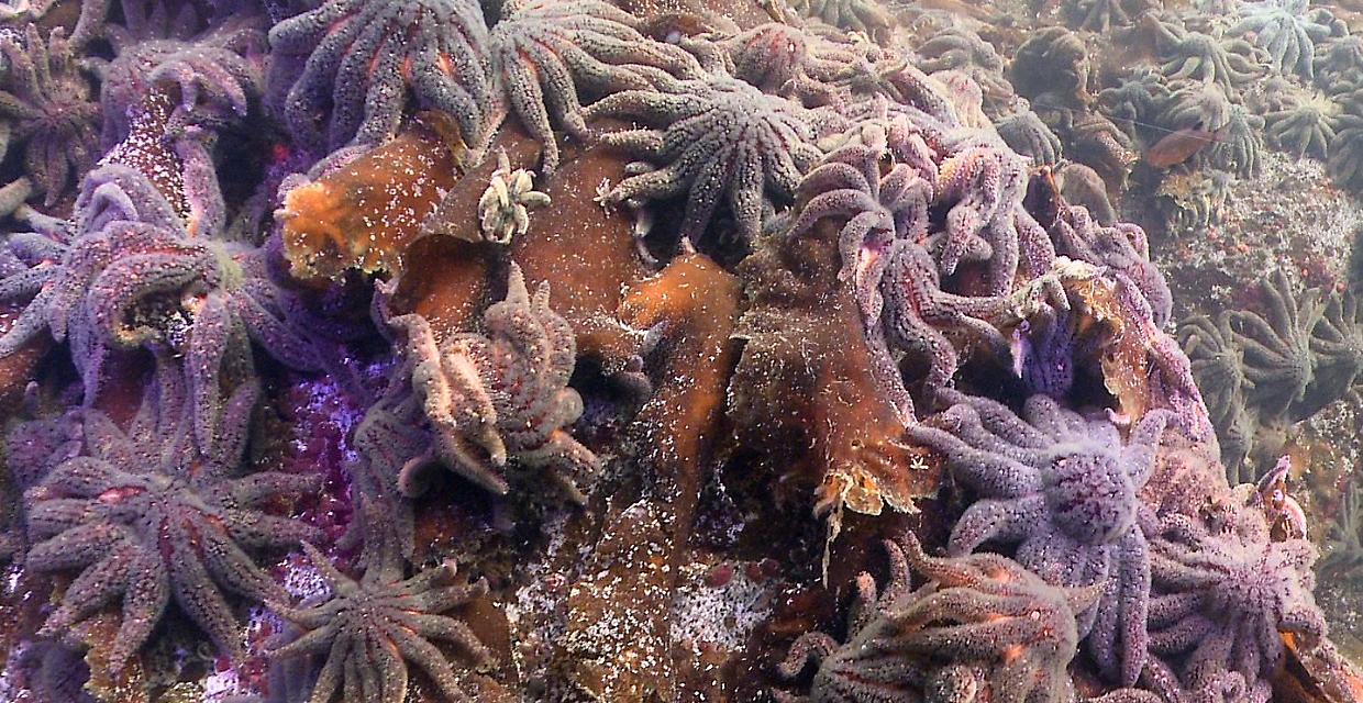Finalmente sappiamo perché negli ultimi 15 anni sono morte miliardi di stelle marine