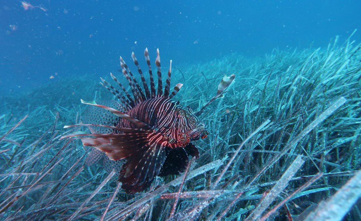 Pesce scorpione nei mari italiani: bellezza letale in arrivo