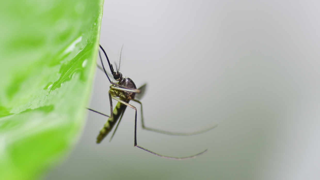 Emergenza Chikungunya in Cina: misure drastiche e protocolli nazionali contro l'epidemia nelle aree industriali