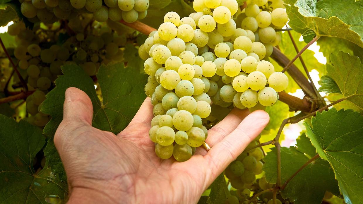 Cambia la vendemmia dell’Asti Docg: meno uva, regole nuove e mercato in allerta