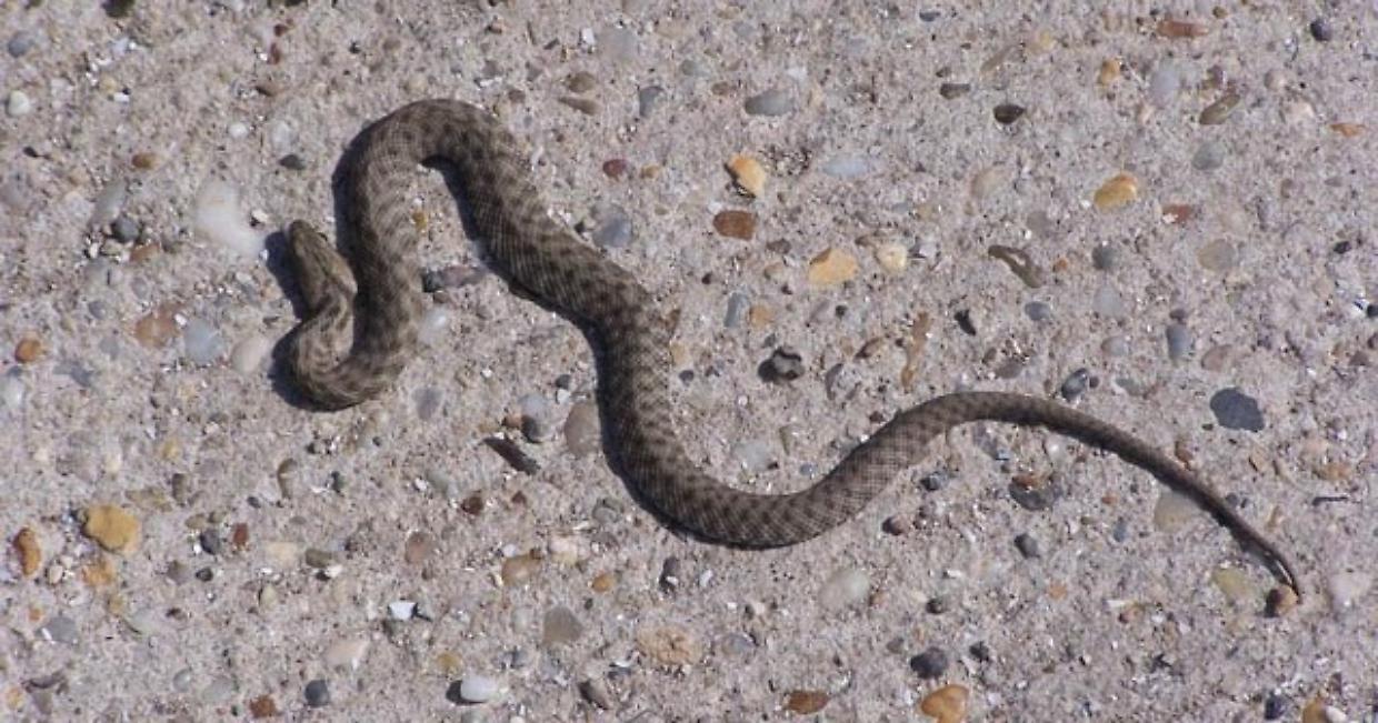 Vipera trovata su un pianerottolo a Borgaro, ma non è l'unica, il caso è più grave di quello che si pensa