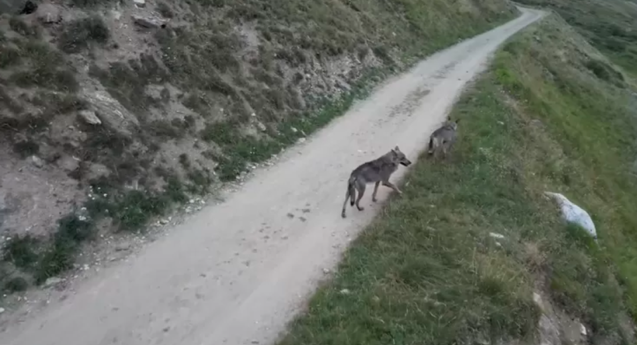 Lupi inseguiti da un drone in Valle di Rhêmes: l’appello del Parco Nazionale del Gran Paradiso
