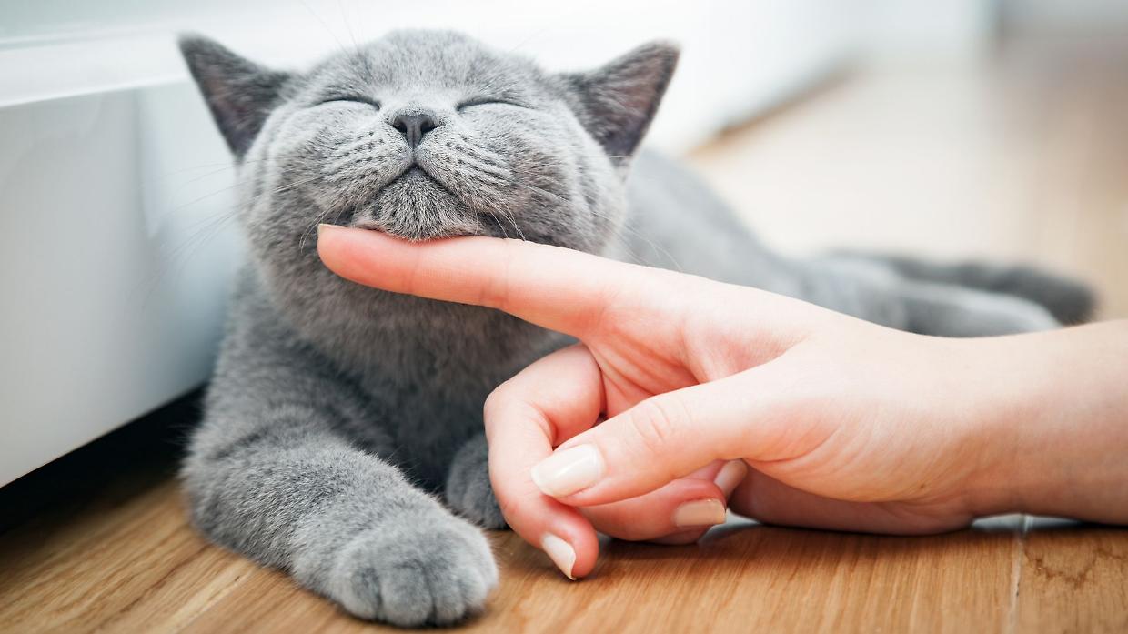 I gatti fanno bene alla salute: i benefici incredibili che tutti dovrebbero conoscere