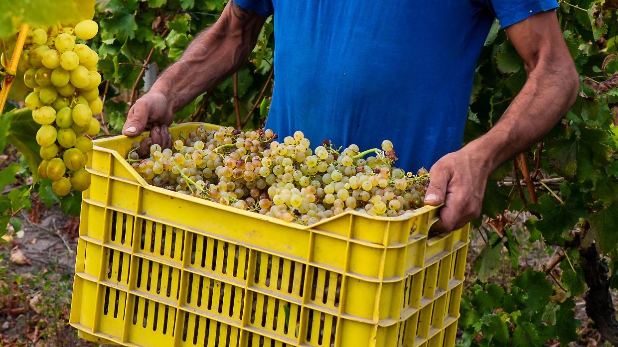 Vendemmia 2025 ad Asti: una stagione promettente, ma il mercato è una sfida