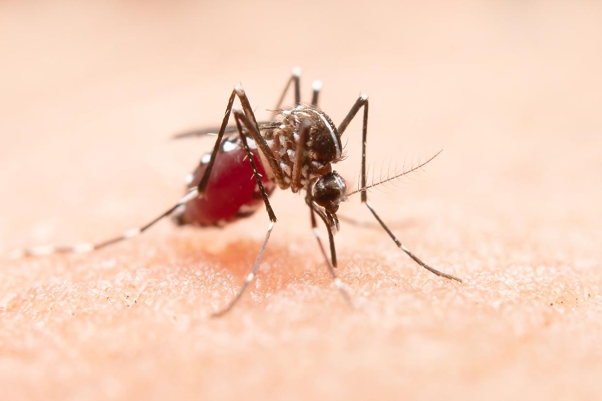 West Nile a Biella, il caso che riaccende i riflettori: cosa sappiamo e cosa fare