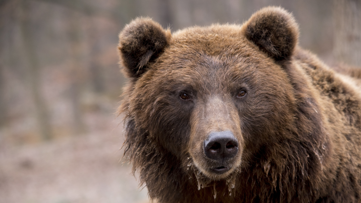 Val Grande, escursionisti tedeschi segnalano la presenza di un orso
