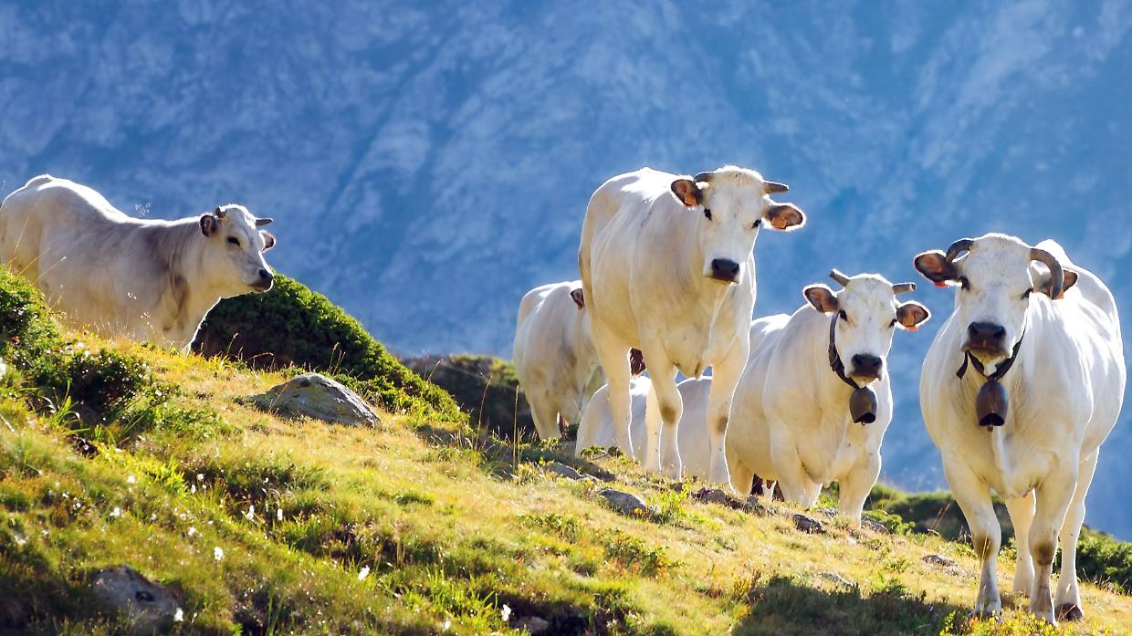 Piemonte, pascoli a secco: l’allarme di Coldiretti. “Rischio stop alla stagione in alpeggio”