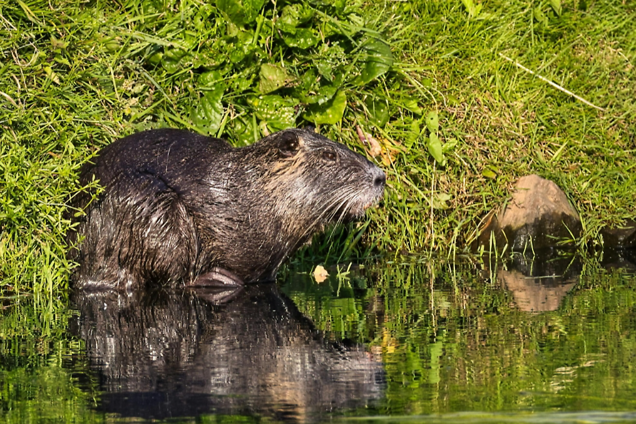 Emergenza nutrie a Brandizzo: il Parco Grande Torino al centro del dibattito