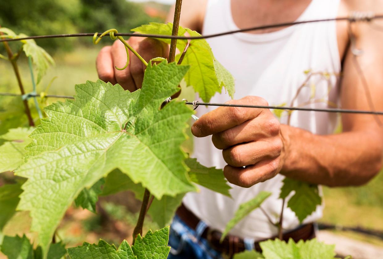 Asti, aperte le candidature per la vendemmia: intermediazione pubblica contro il caporalato