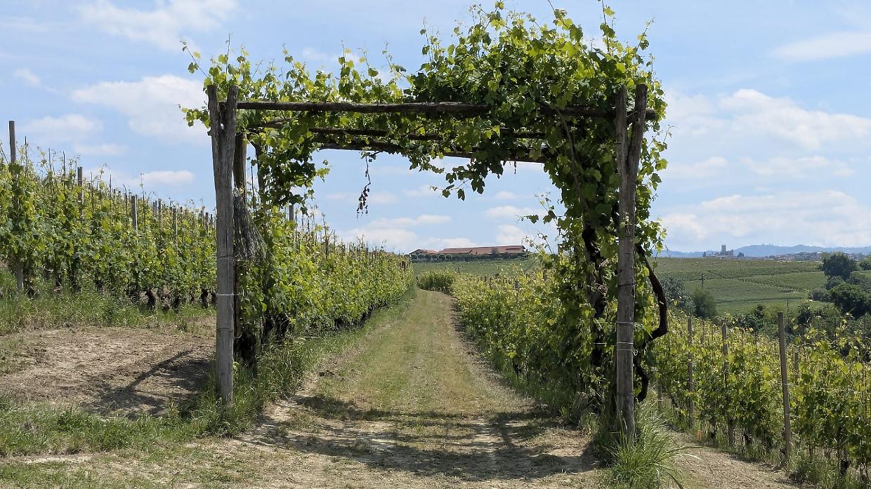 Langhe Monferrato Roero, 2025 da correre: presenze in aumento e nuove domande sulla tenuta del sistema