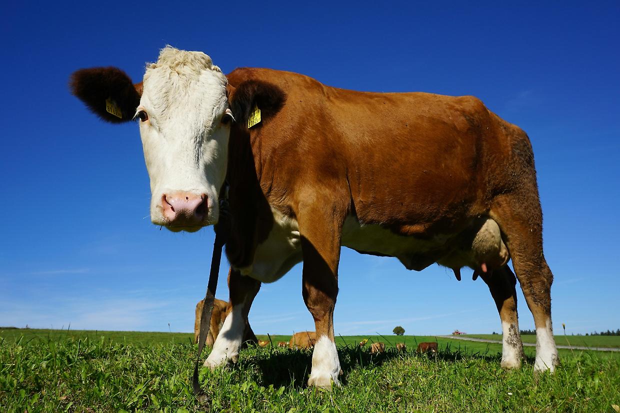 Mucca ferita a Novalesa: recupero spettacolare in elicottero