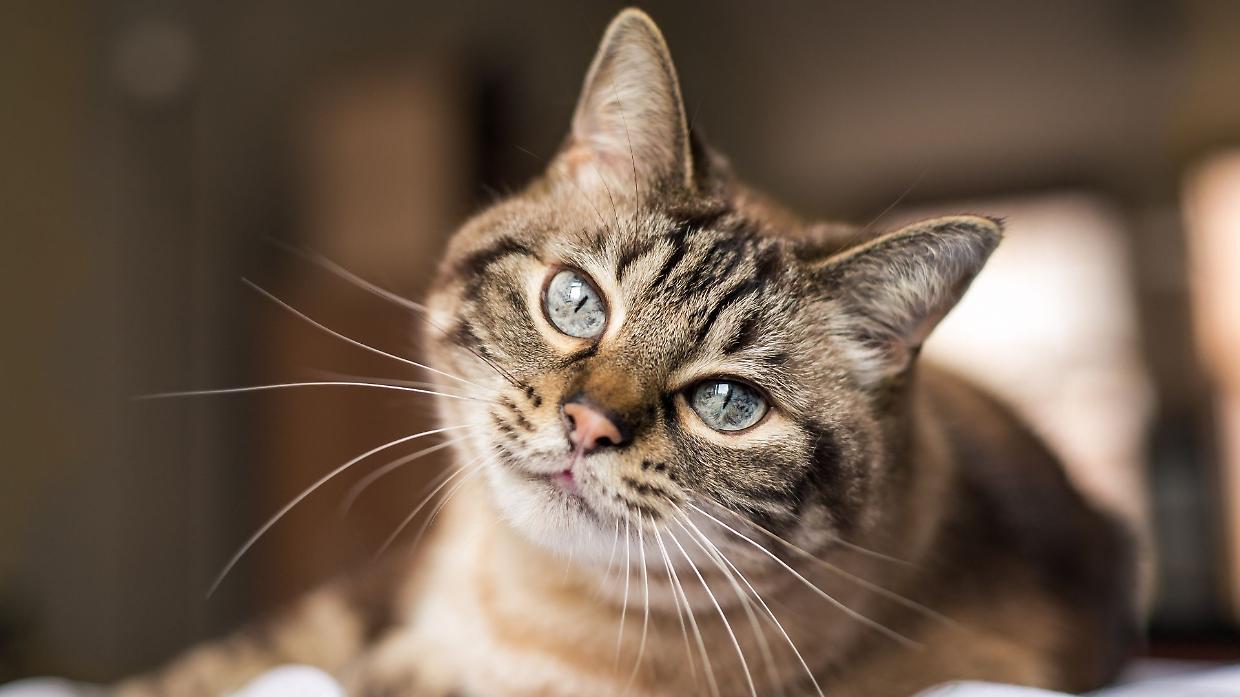 Anche i gatti possono avere l’Alzheimer: la scoperta che cambia la ricerca