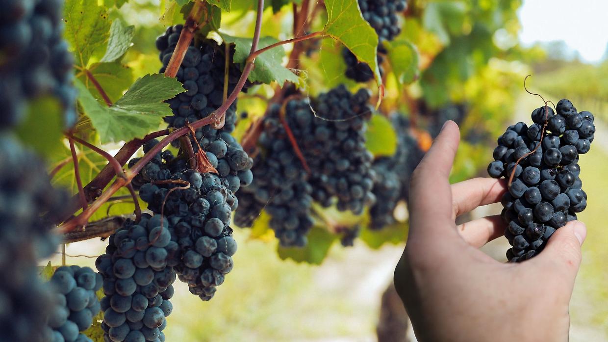 Alta Langa DOCG: un’annata 2025 con promesse di grande qualità
