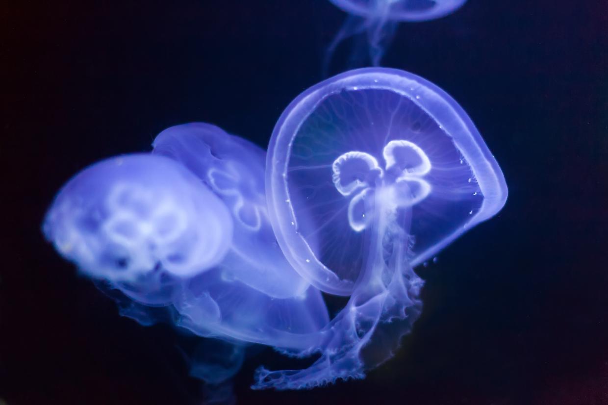 La "medusa immortale" che riesce a invertire il suo ciclo vitale