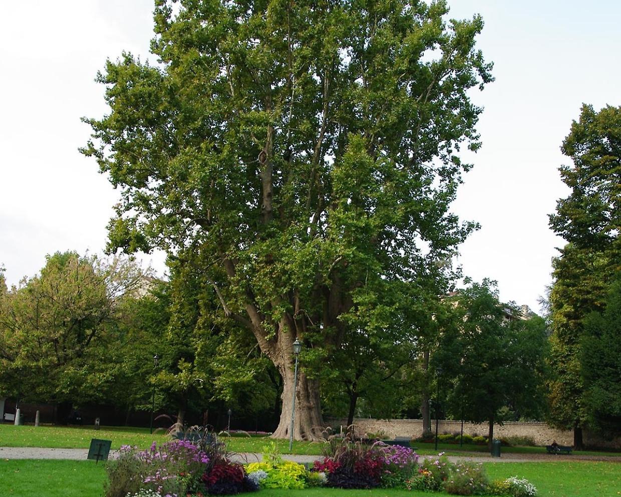Dal Valentino ai Giardini Reali: dove trovare i 16 alberi monumentali d Torino