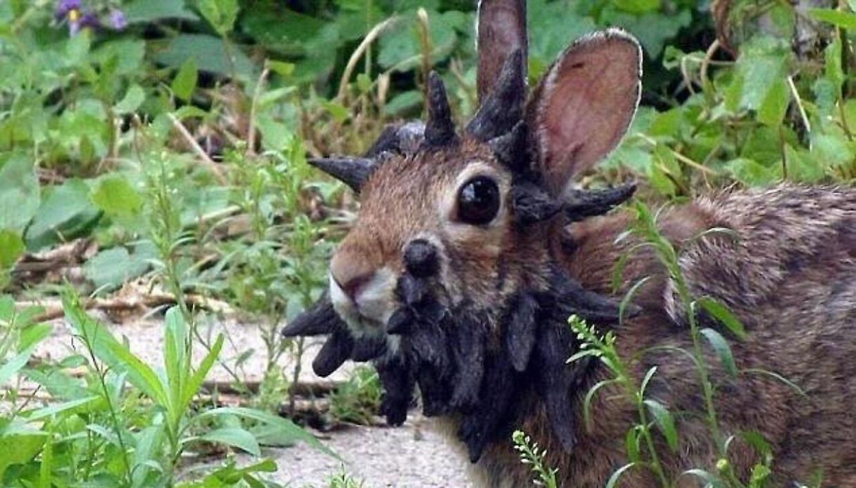 Conigli con “corna nere” nei campi del Colorado: il mistero è un virus scoperto quasi un secolo fa