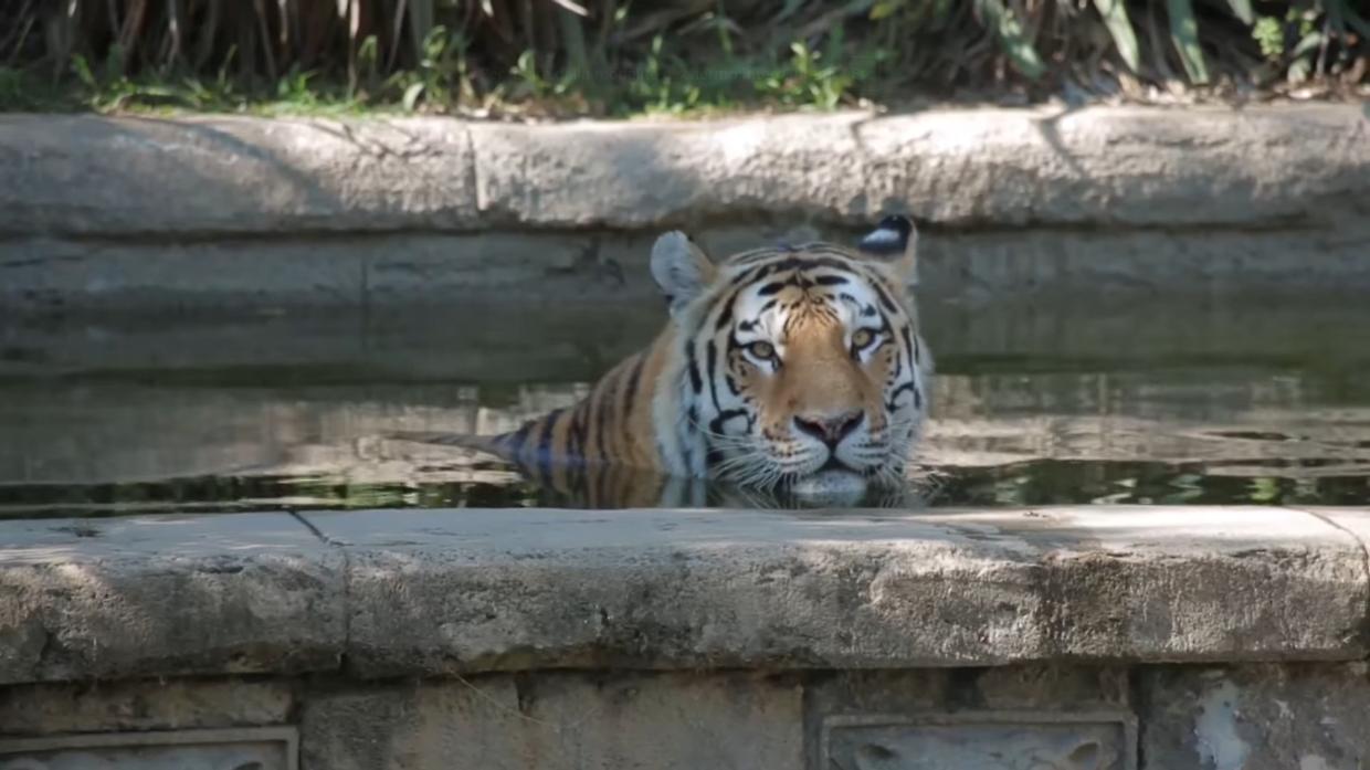 Tuffi e bagni rinfrescanti: l'estate degli ospiti dello Zoom di Torino