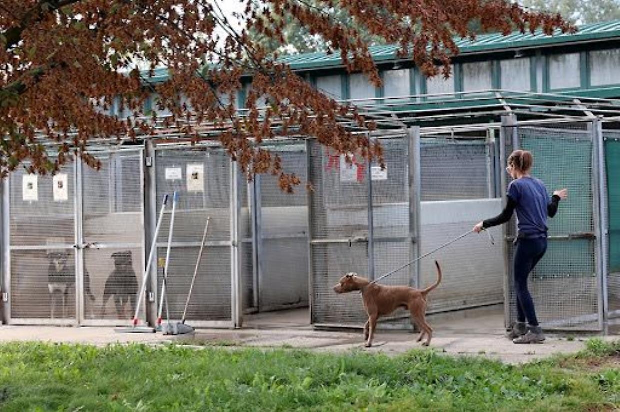 Rifugio di strada Cuorgnè, 3 milioni per ristrutturare la casa di 209 cani