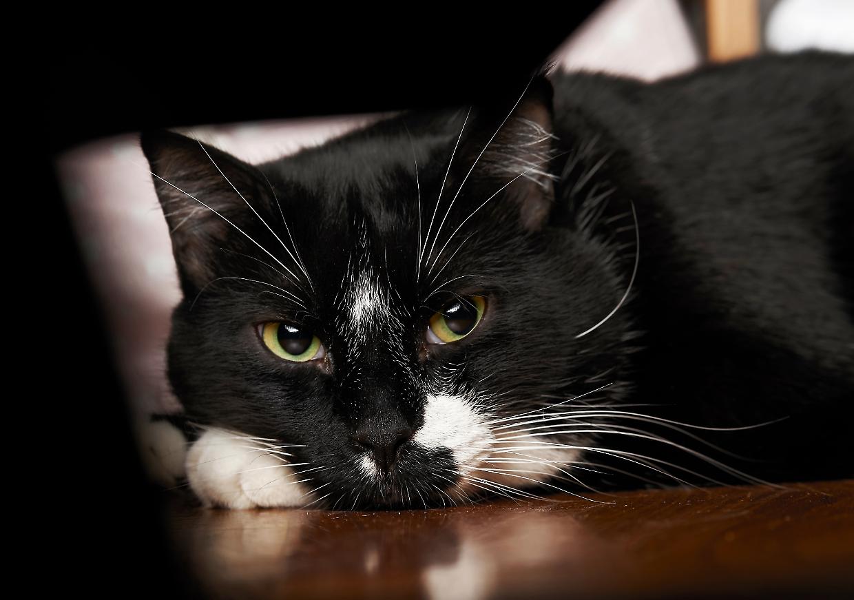favria gatto solo