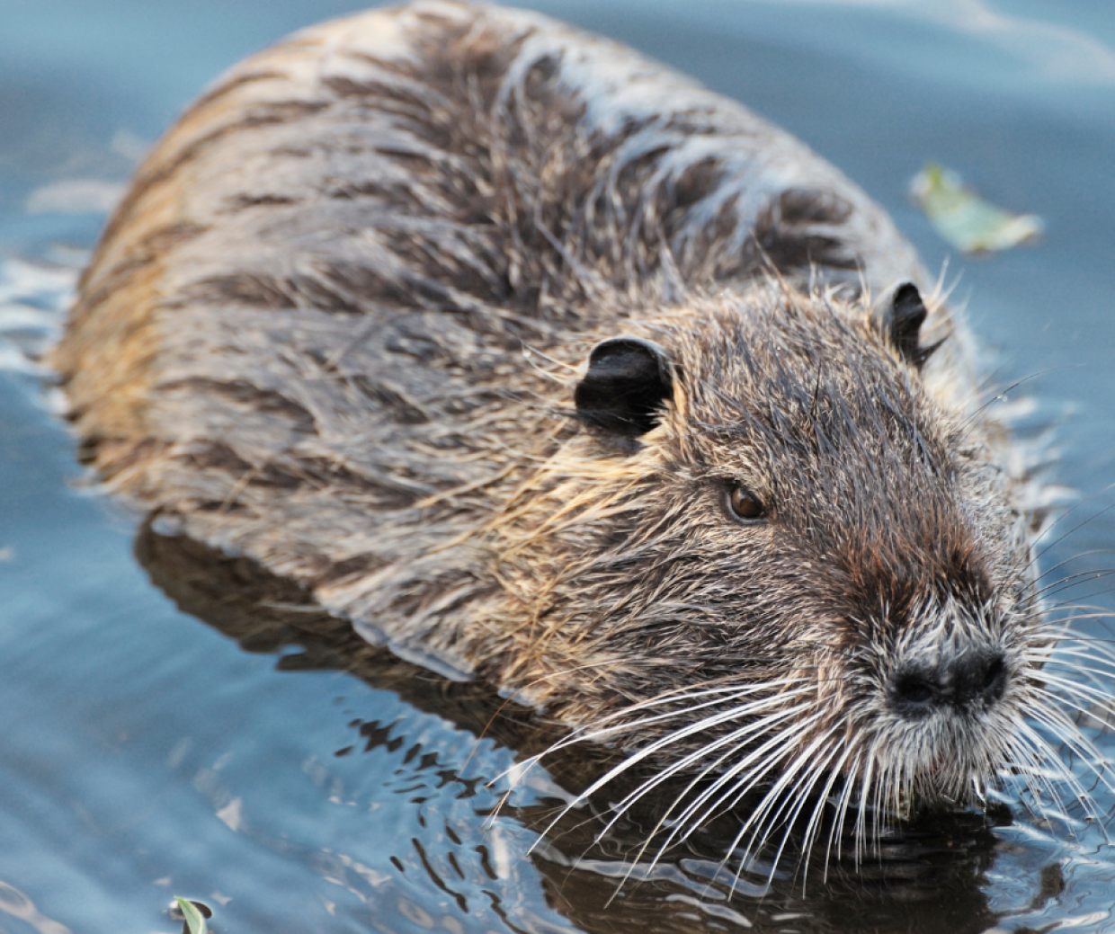 Brandizzo, anziano morso da una nutria: scoppia la polemica 