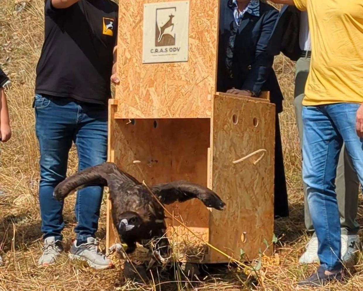 Dalle ali spezzate alla libertà: l'avvoltoio monaco torna a volare in Valle Stura