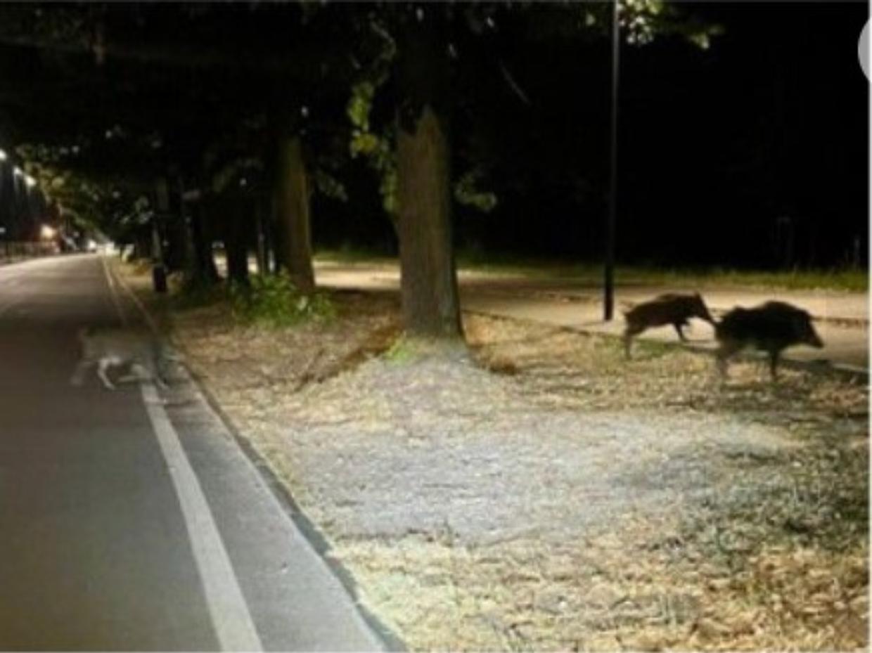 Cinghiali a Mirafiori Sud, dalla tenerezza alla preoccupazione: cresce l’allarme dei residenti