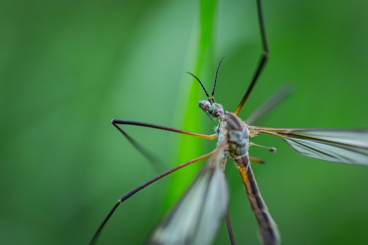 West Nile, quarto caso a Novara: vademecum ai Comuni e blitz anti-larve