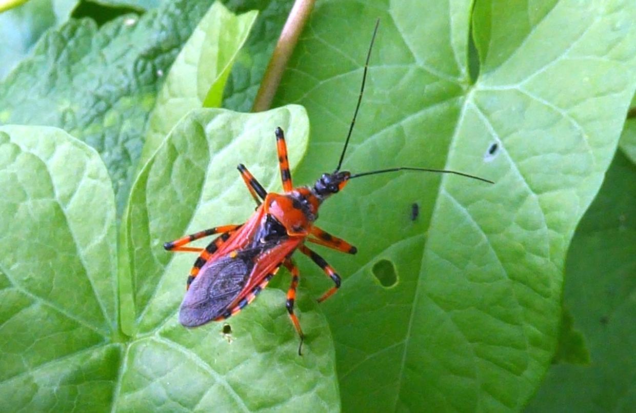 L’invasione silenziosa della “cimice assassina”
