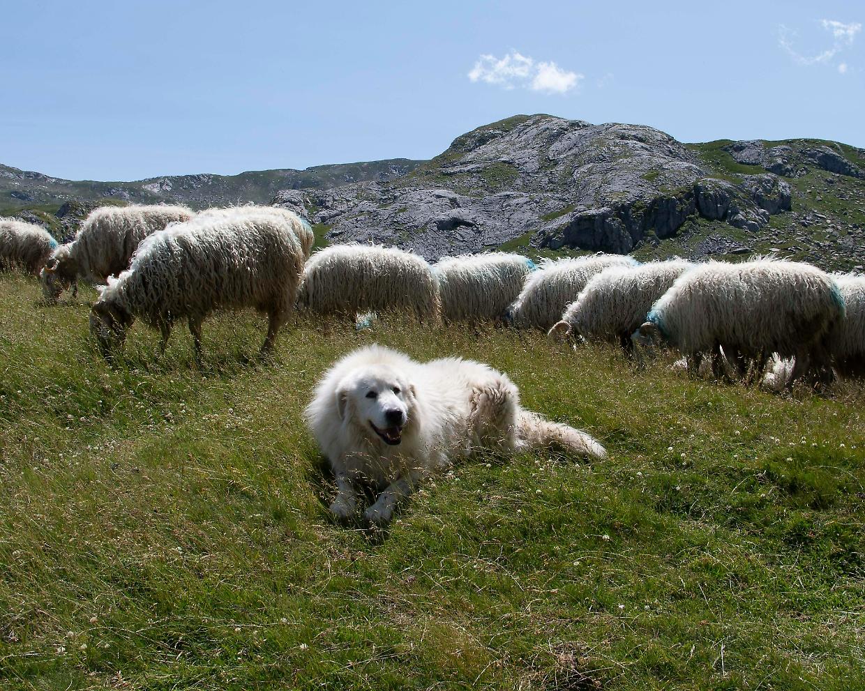 Cani da guardiania: come comportarsi durante le escursioni in montagna