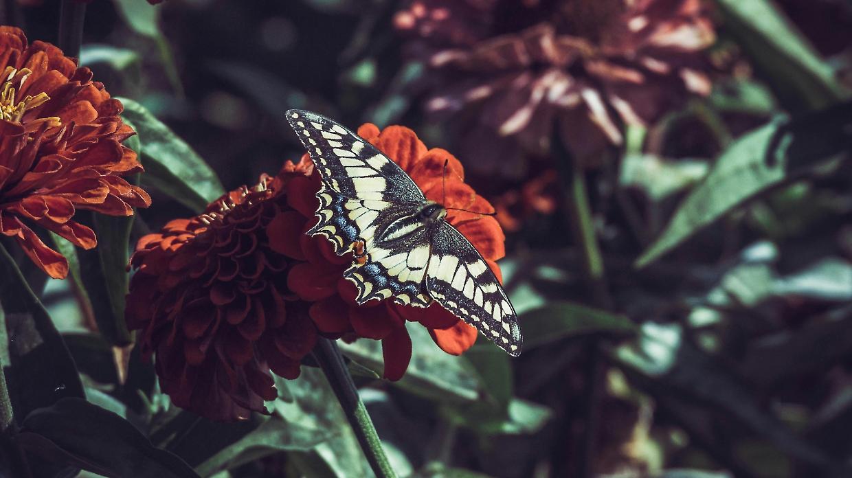 Il macaone, regina alata dei giardini urbani torinesi