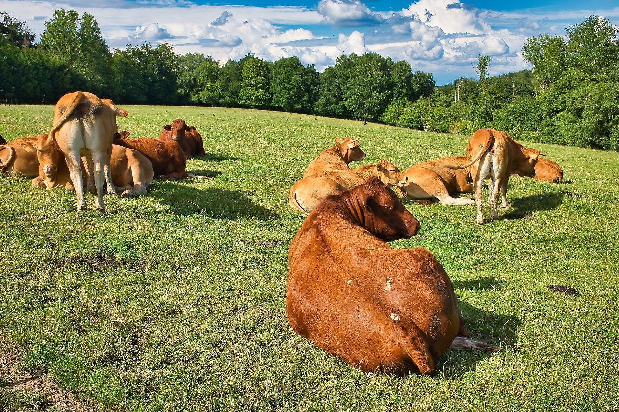 Caldo torrido e pascoli senz’acqua: l’allarme dagli alpeggi piemontesi e la richiesta di deroghe