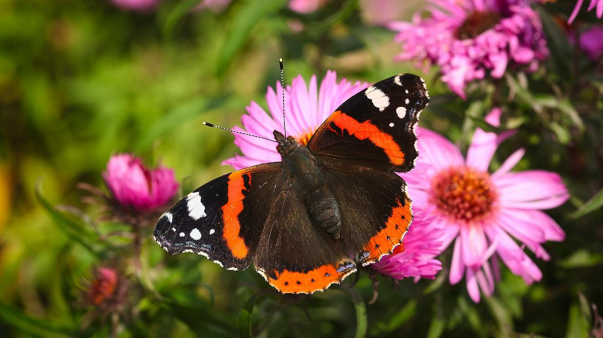 Vanessa atlanta, l'ammiraglio rosso dei giardini torinesi
