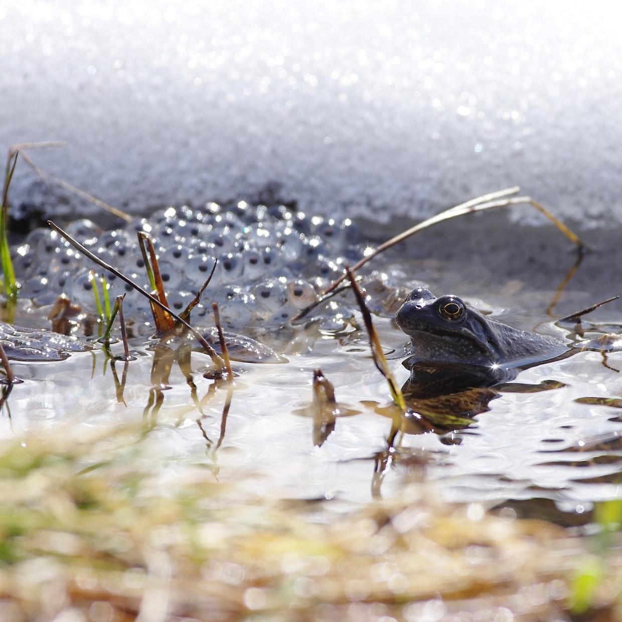Parco Gran Paradiso, tornano le rane nel lago Leità