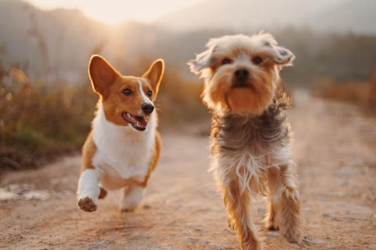 Traversine in casa, un errore comune salute e socialità del cane a rischio