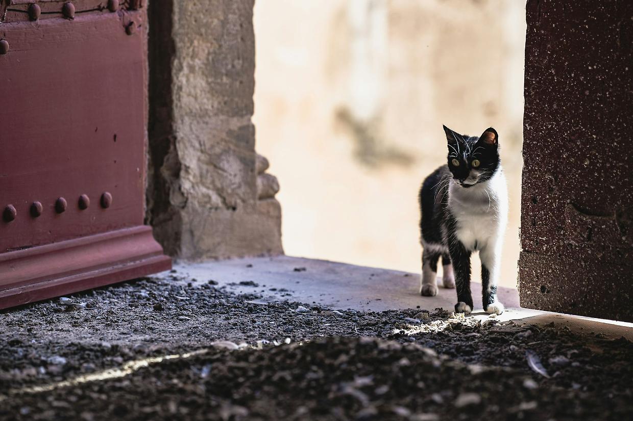 Fiorano Canavese, un piano per gatti randagi, over 58 e detenuti