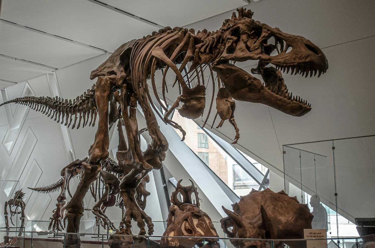 Nuovo dinosauro scoperto in Mongolia: artigli come lame e morso letale