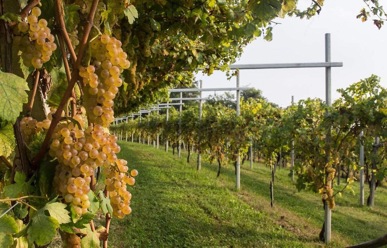 A Caluso cresce il problema dei vigneti abbandonati