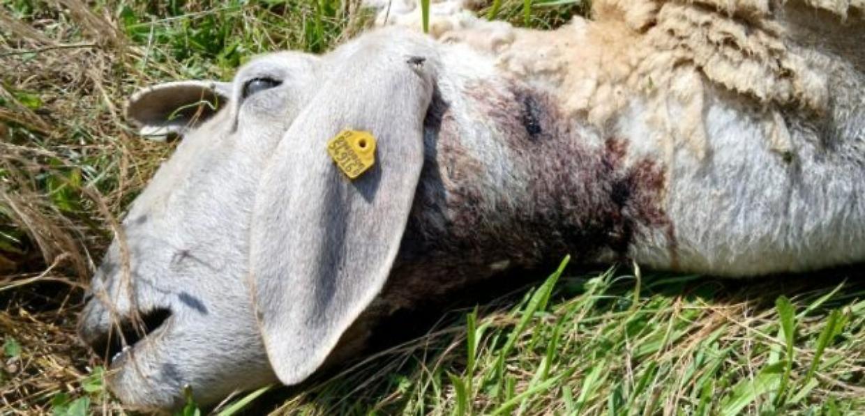 Lupi in Val Vigezzo: nuovo assalto a un gregge in pieno giorno