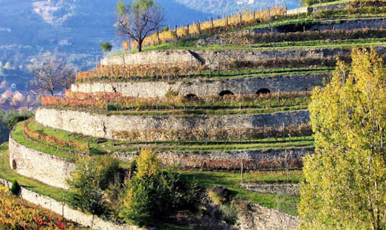 In Piemonte oltre un milione per salvare i terrazzamenti: memoria contadina e scudo naturale contro il dissesto