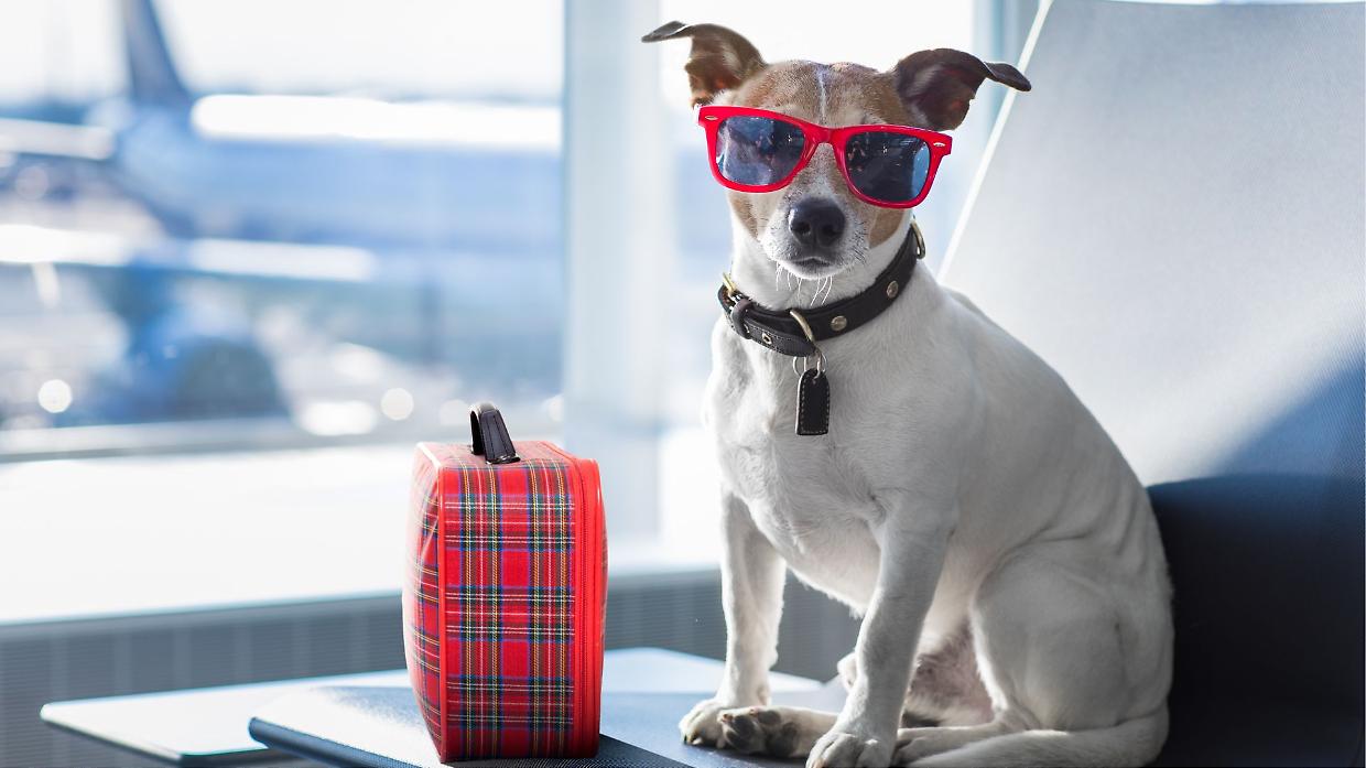 Vueling, boom di animali a bordo: più di 100mila viaggiatori a quattro zampe all’anno