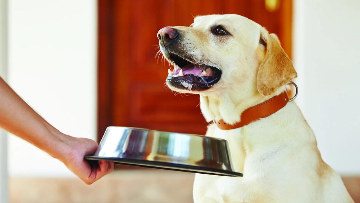 Cibo per cani, un mercato da oltre un miliardo: cresce la spesa e l’attenzione alla qualità