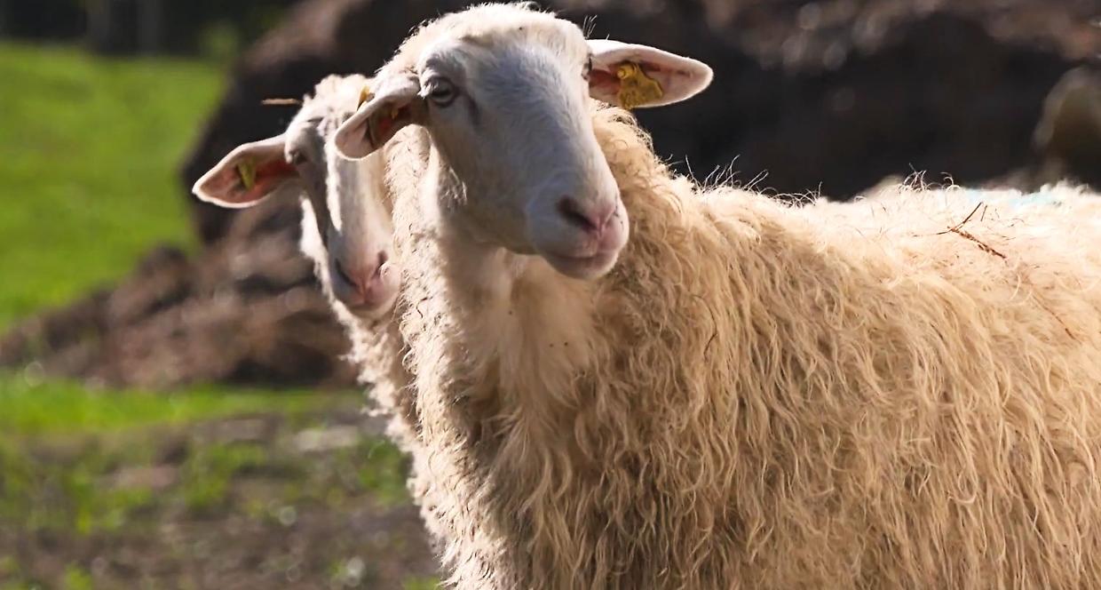 A Murazzano salta la Fiera dei 30: «Senza concorso ovino, non avrebbe avuto senso»