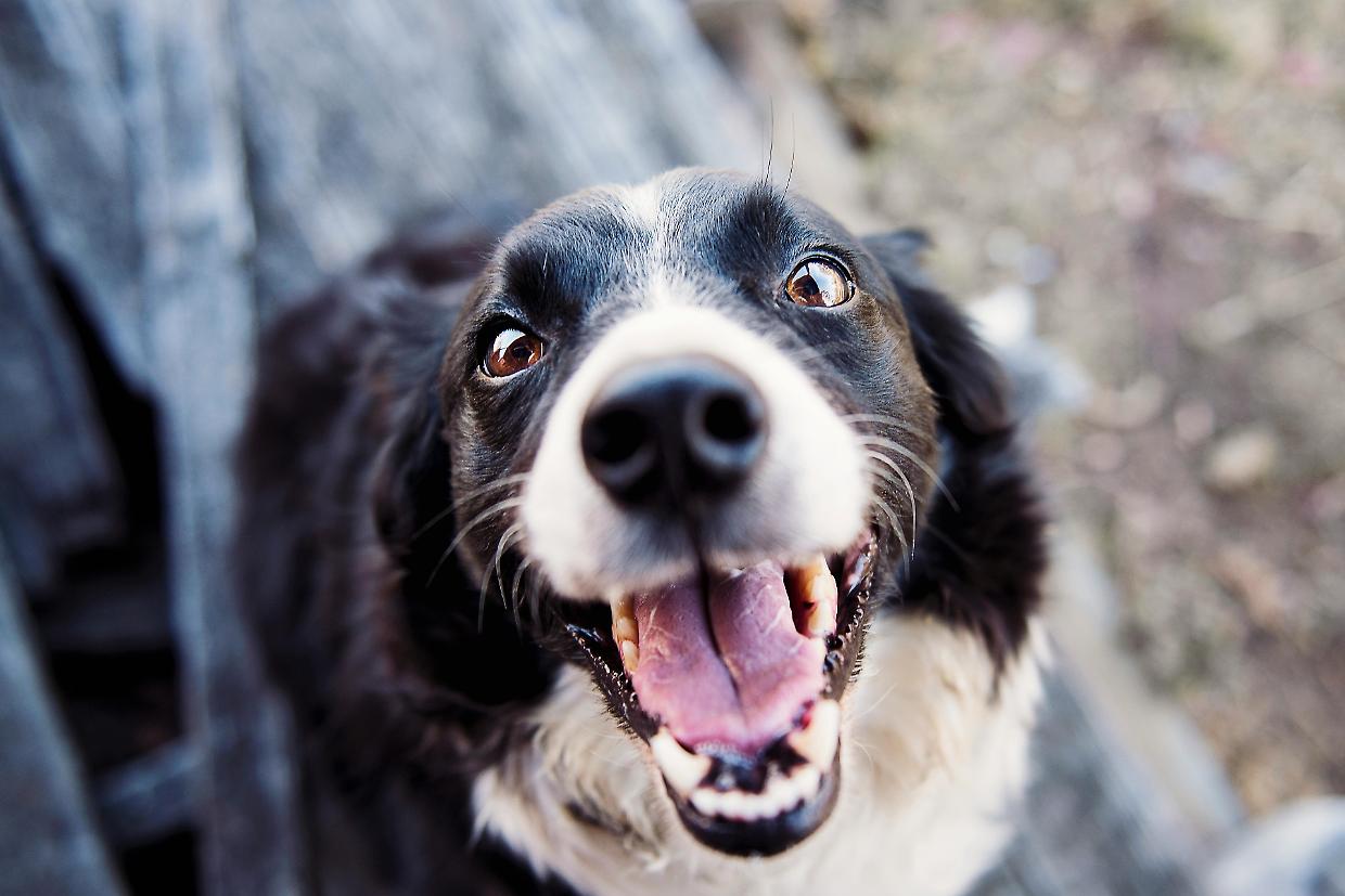 Collegno lancia ColleZampe: la città si fa più amica dei cani