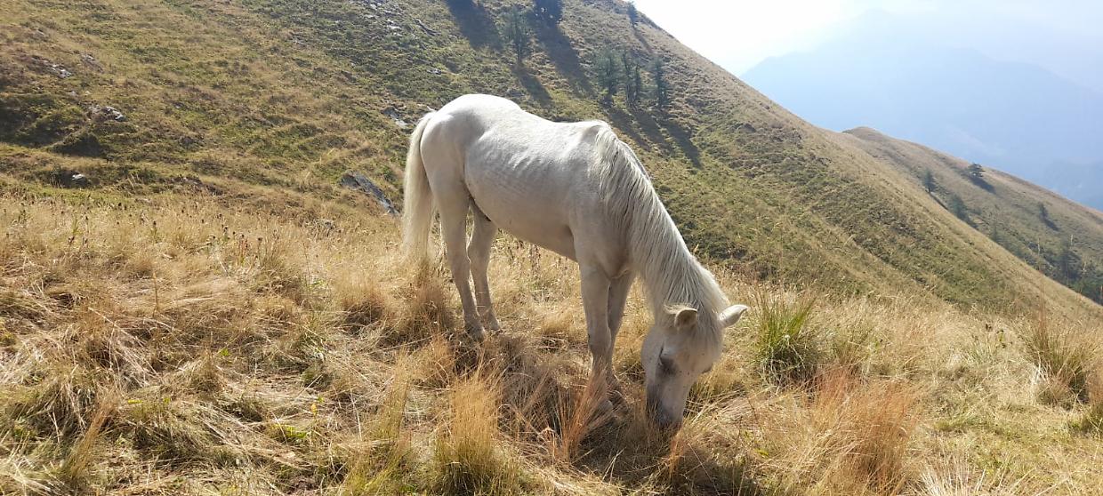 «Non c'è più erba!» I pascoli piemontesi bruciati dal sole