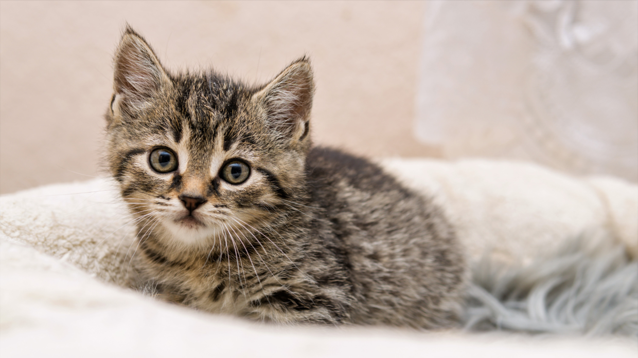 Shock a Verolengo: trovate le zampe di un gattino davanti a casa