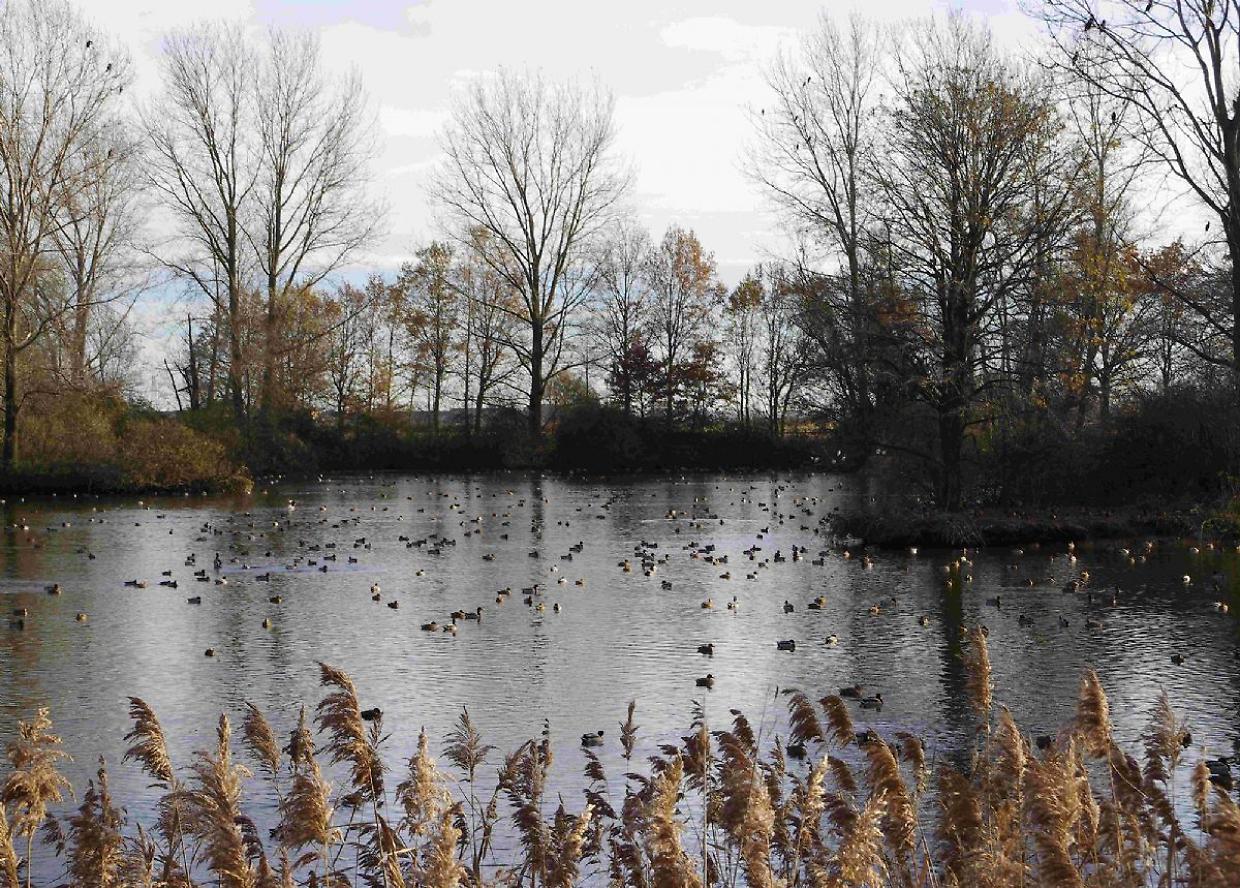 "Proteggiamo la natura con la cultura": riparte il programma dell'Ente Parco Ticino
